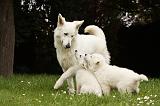 BERGER BLANC SUISSE - ADULTS ET PUPPIES 038